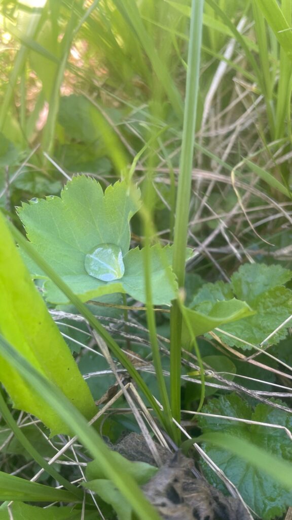 Goutte d’eau sur une feuille parmi les plantes