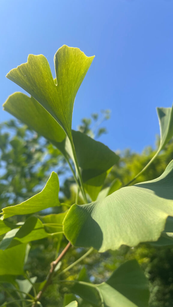 Ginkgo du jardin qui grandit grandit petit à petit (il en a fallu de la patience (-:)  de petiteherboristerie.ch