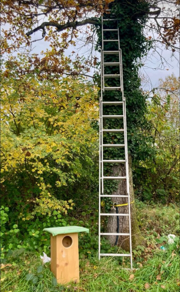 Si vous souhaitez construire un nid à chouettes hulottes, c’est le moment. Message pour que je vous donne contact du naturaliste éducateur qui vous en offre volontiers les plans.