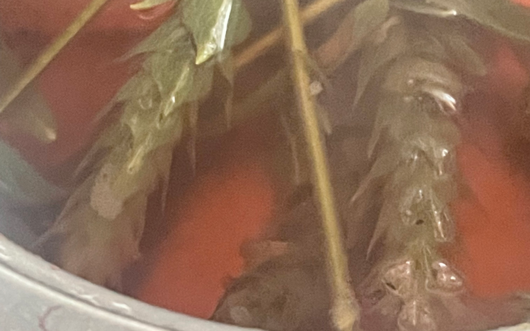 Forgiving (oneself) as one lays down a burden: ‘ONE’ medicinal plant useful for all?”