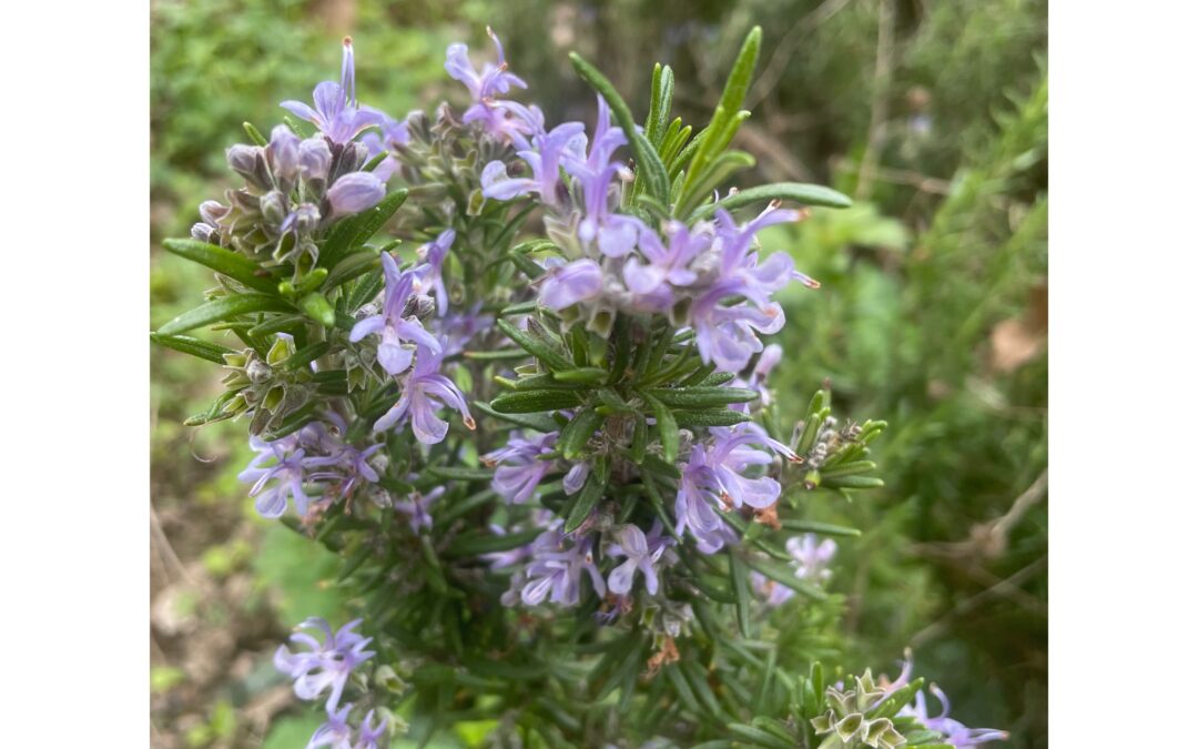 Votre cerveau, votre trésor. Comment le Rosmarinus officinalis augmente les fonctions cognitives et la résilience du corps. Pour davantage de discernement, de calme dans des situations délicates 🤍